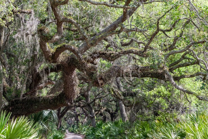 Photo of oak trees on St. Simons Island
